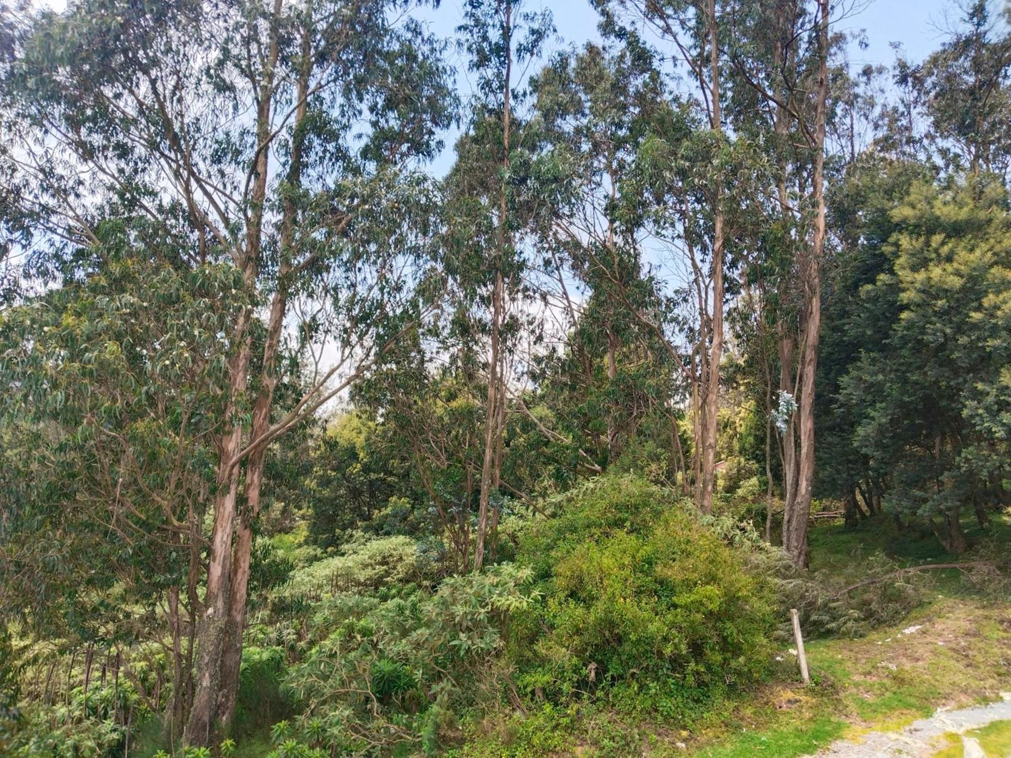 Bs Dreamz Ooty Apartment Exterior foto